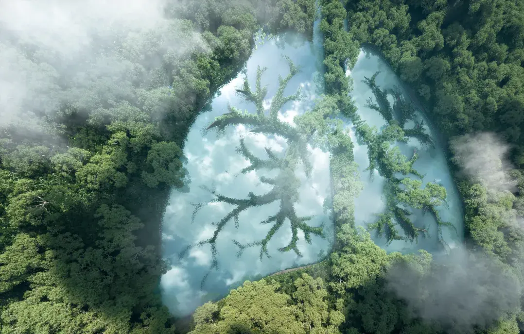 Trees in the form of lungs