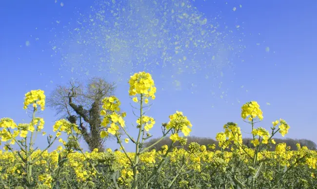 yellow flowers in a field with pollen in the air